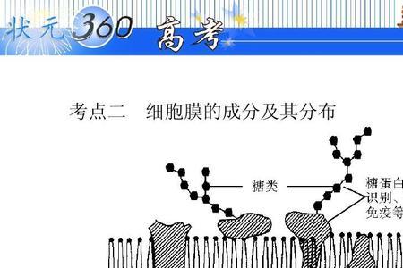 为什么细胞膜是系统的边界