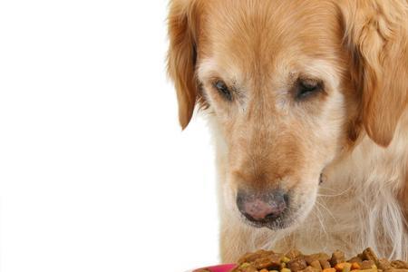 金毛犬能吃花生油拌饭吗