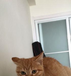 加菲猫和狸花猫哪个好养