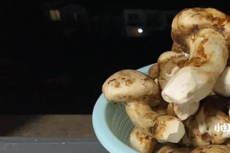 松茸泡多久