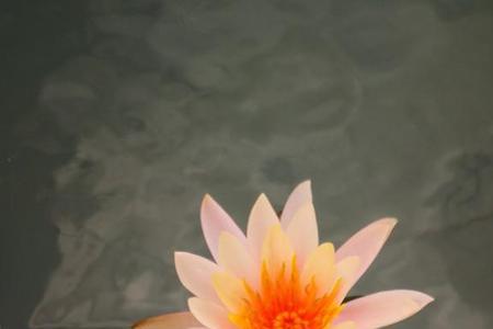 蓝莲怎么种