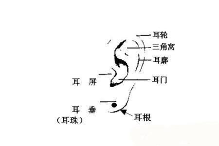 耳后藏珠是什么意思