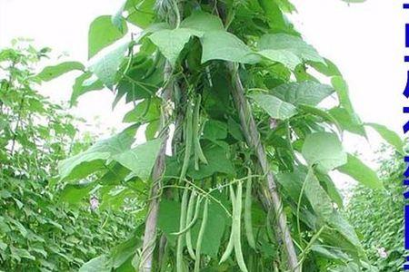 无架豆产量比有架豆低