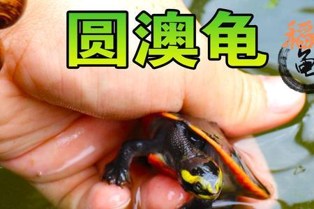 头盔蛋龟和圆澳龟混养