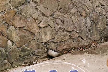 马犬打架最怕什么犬