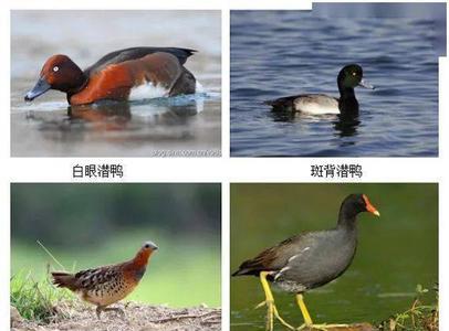 养野鸭合法吗
