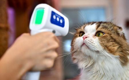 一岁小猫正常体温是多少