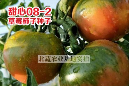 东北60年代西红柿品种大全