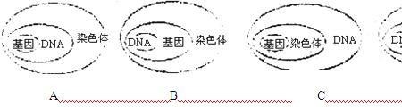 细胞质中是否有染色质
