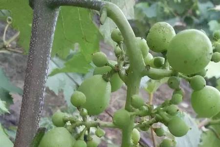巨峰葡萄一个枝条可以留2串吗