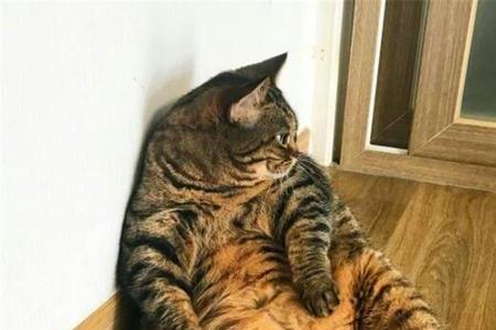 为什么猫看起来不胖却很重