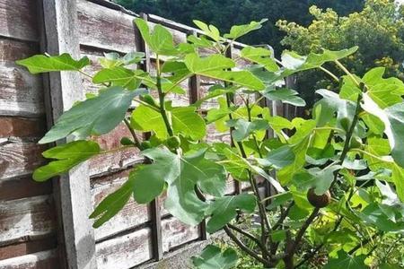 无花果冬季在室内发芽了怎么办