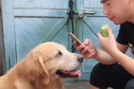 金毛可以吃蟹黄吗
