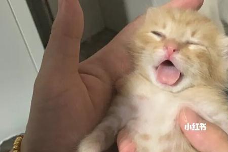 两个月的猫咪只喝奶行吗