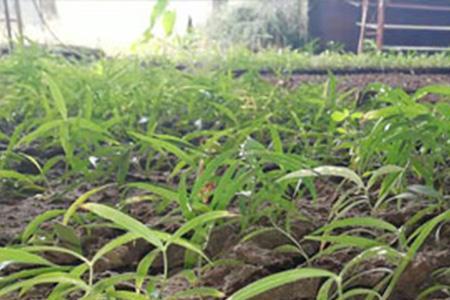 林下种植生姜的利润