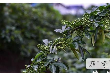 新鲜藤椒菜市场有吗