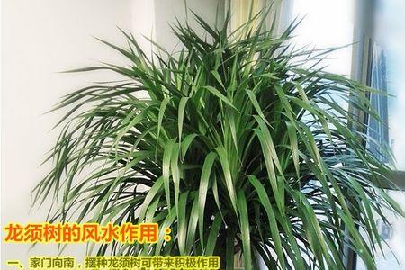 家里养龙须树好不好