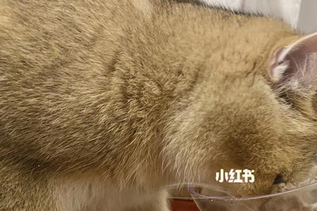 猫罐头含瓜尔胶有什么害处