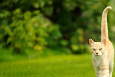 猫攻击人前的尾巴怎么样