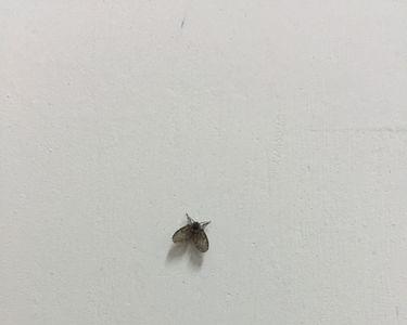 灰色的蚊子是什么品种