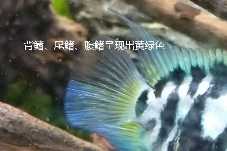 迷你鹦鹉母也占窝吗