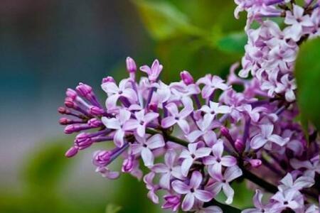 丁香花的资料