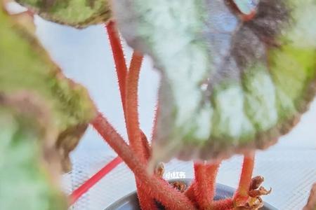 蜗牛秋海棠种植方法
