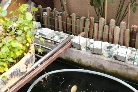 金鲤鱼炸鳞怎么回事如何处理