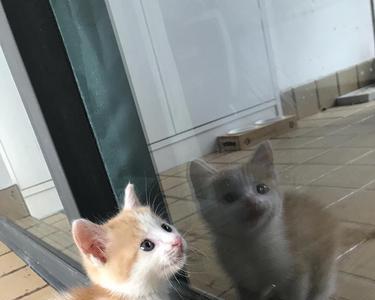 六个月小猫几岁