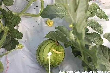 硼肥几天见效