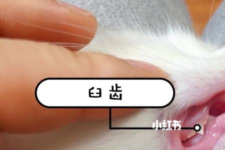两个月的猫长牙了吗