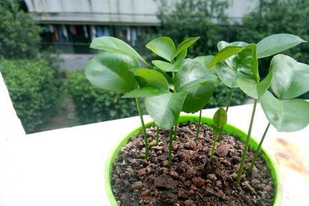 红柚子小籽能种吗