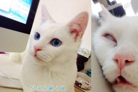 阴阳眼的白猫是什么品种