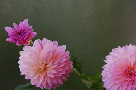 什么花代表友谊天长地久
