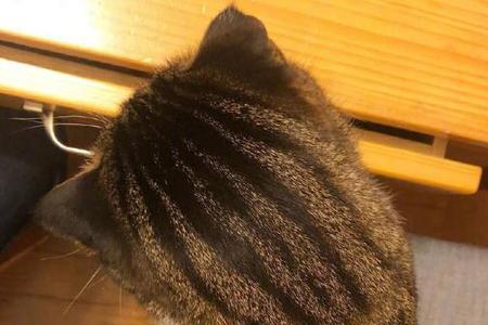 后脑勺有角的动物