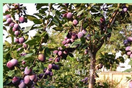 红花李子树是什么品种