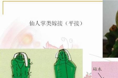 风丹嫁接后种殖方法