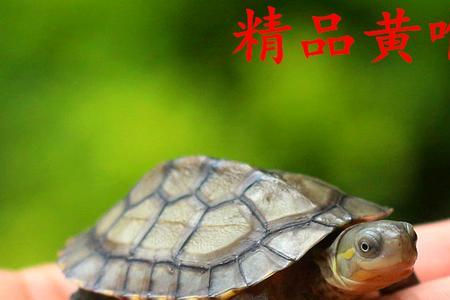 小青龟能活多少年