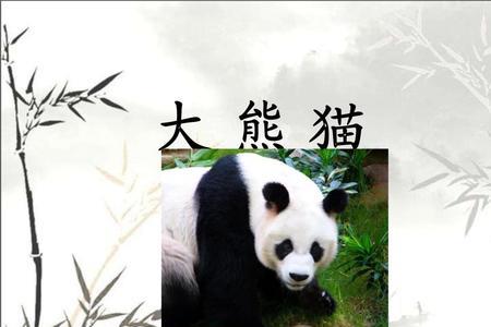 大熊猫的头长和尾长多少