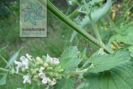 黄茎菜的做法