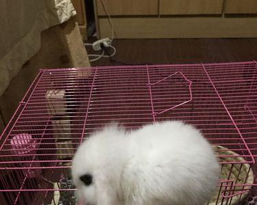 为什么兔子的尿味那么大