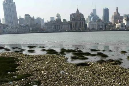 黄浦江每天都涨潮吗