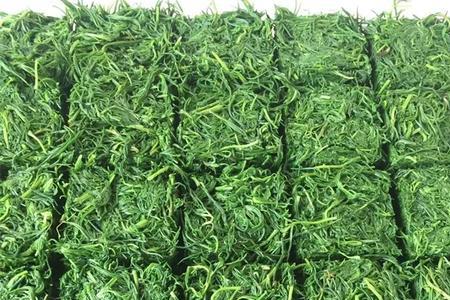 天须菜又叫什么菜