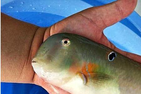 海里鱼不认识怎么办