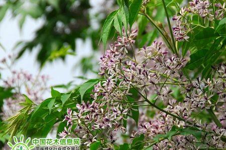 苦楝树什么时候栽培最好