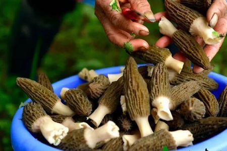 野生菌类和人工的有什么区别
