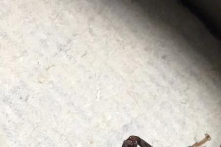 蛐蛐死在屋里怎么回事