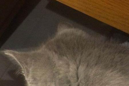 11个月的英短蓝猫怎么养