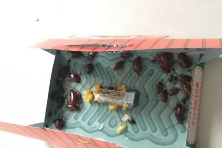 花生油能吸引蟑螂吗