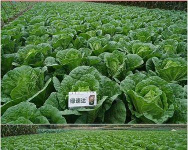 快菜亩产量是多少公斤